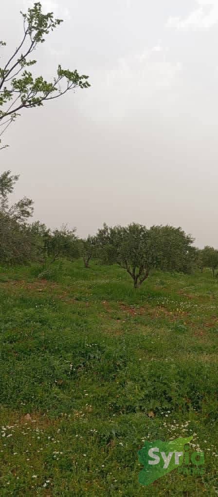 Syria Prime - عقارات سوريا برايم -1 Sale Land Hama 88000 USD
