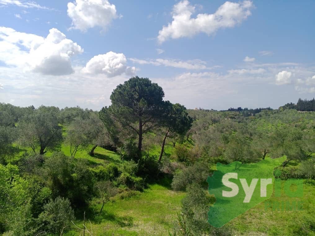 Syria Prime - عقارات سوريا برايم -2 Sale Land Latakia 708000000 SYP