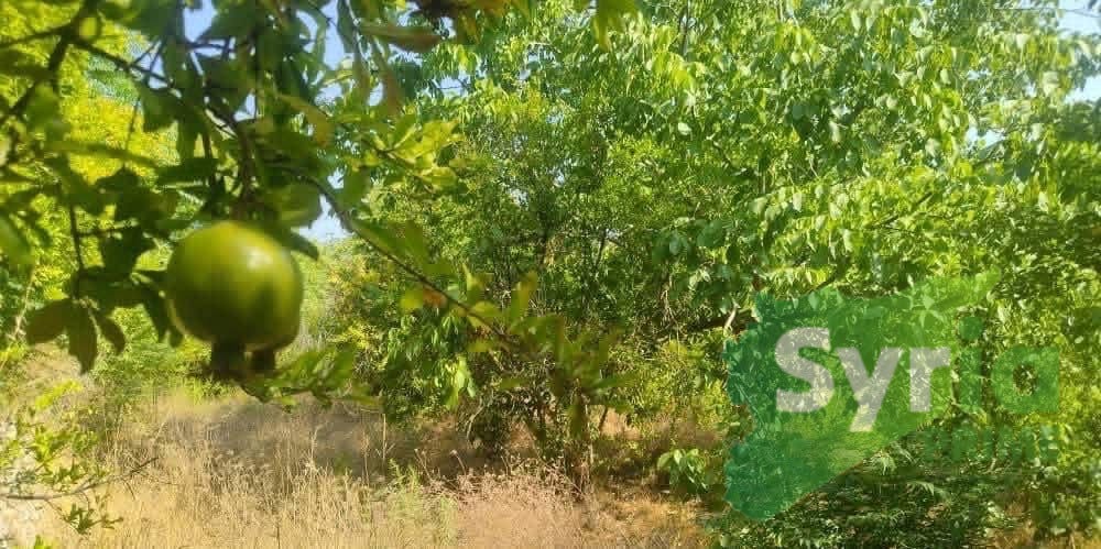 Syria Prime - عقارات سوريا برايم - gallery_14000 Sale Land Tartus 31000 USD