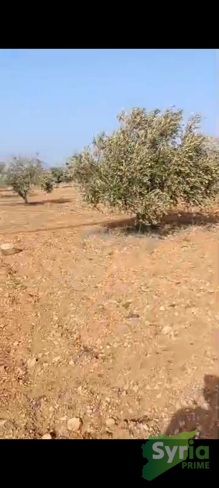 Syria Prime - عقارات سوريا برايم -1 Sale Land Hama 85000 USD