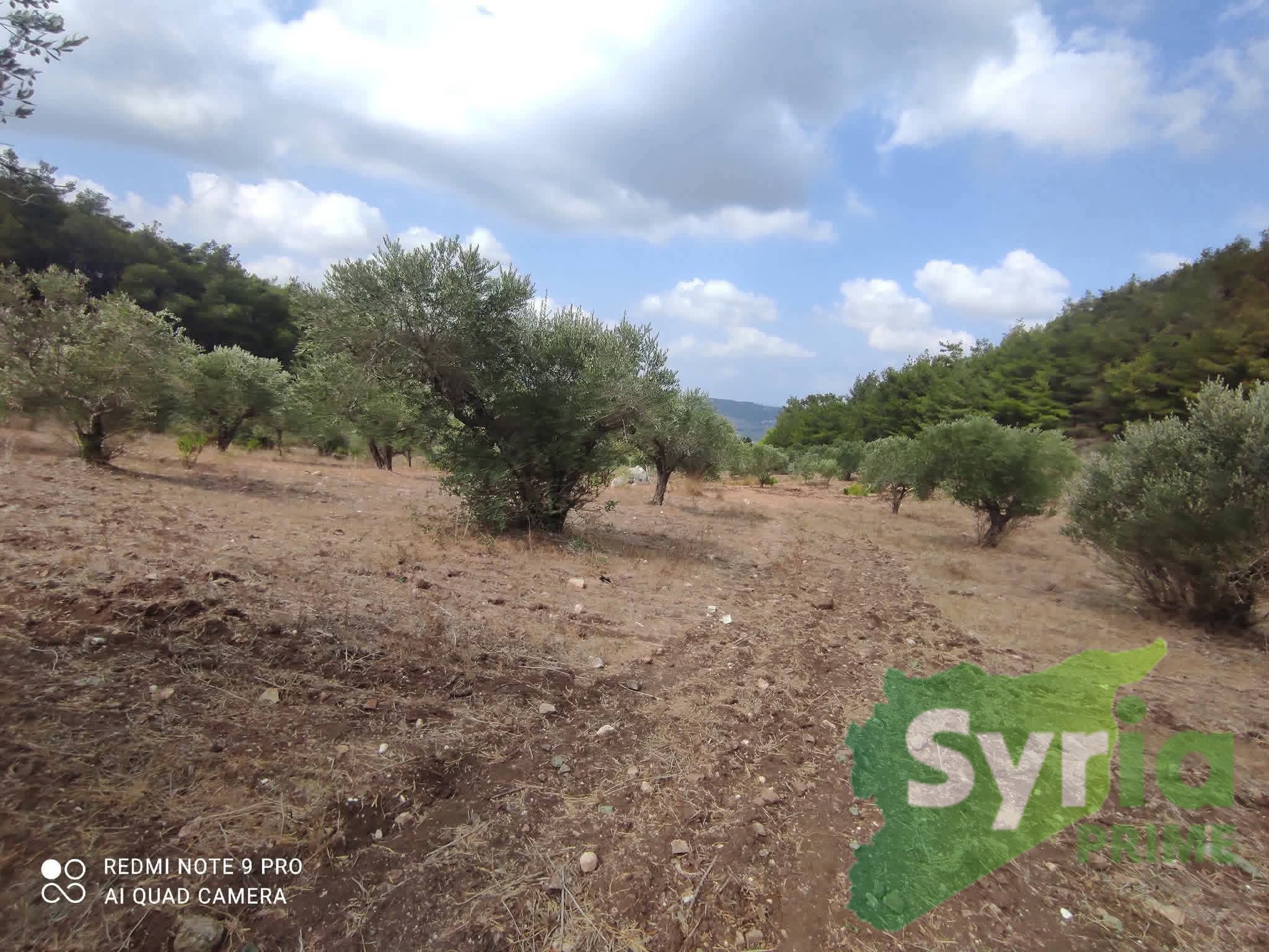 Syria Prime - عقارات سوريا برايم -5 Sale Land Latakia 20000 USD