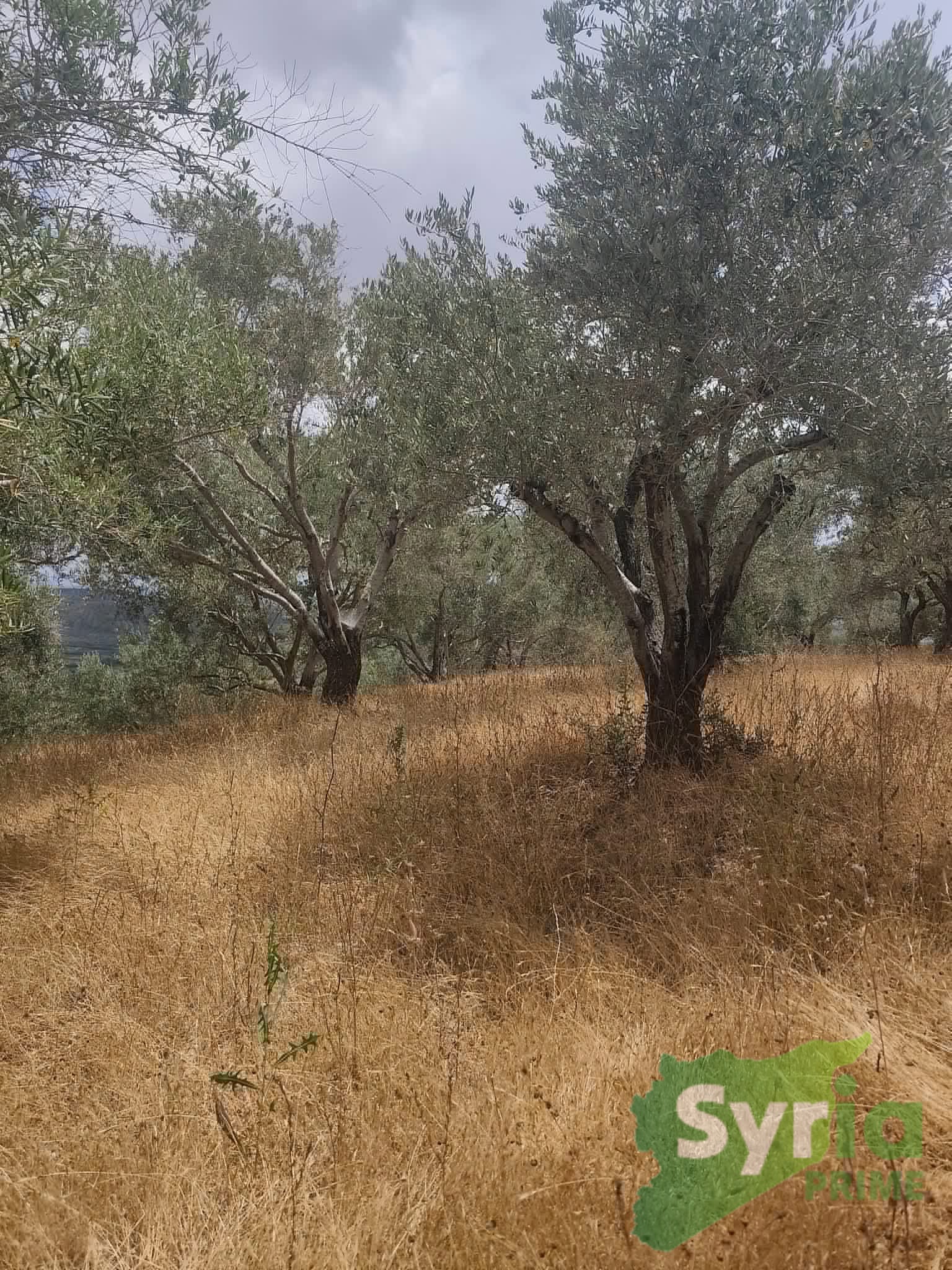 Syria Prime - عقارات سوريا برايم -1 Sale Farm Latakia 15000 USD
