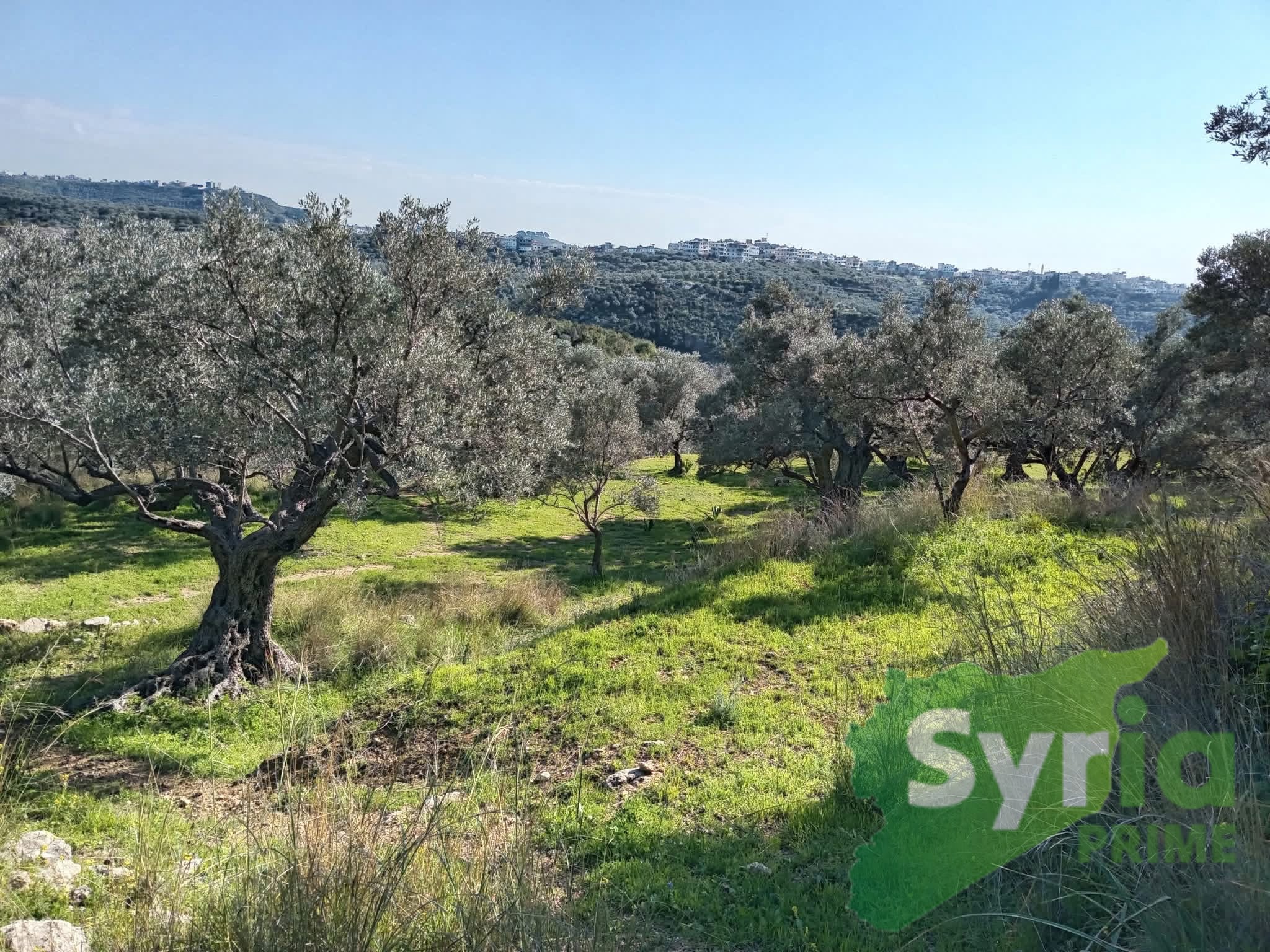 Syria Prime - عقارات سوريا برايم - gallery_12793 Sale Land Tartus 100000 USD