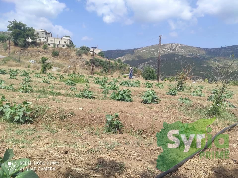 Syria Prime - عقارات سوريا برايم -1 Sale Land Latakia 10000 USD