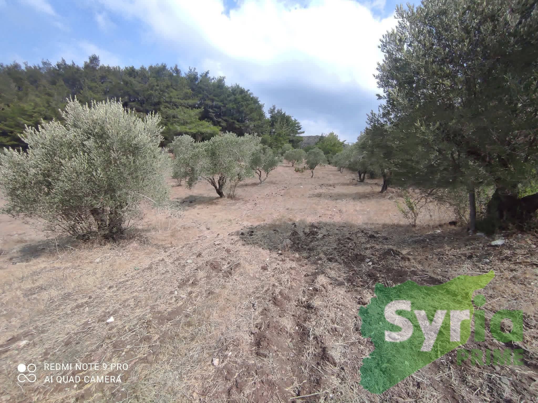 Syria Prime - عقارات سوريا برايم -6 Sale Land Latakia 20000 USD