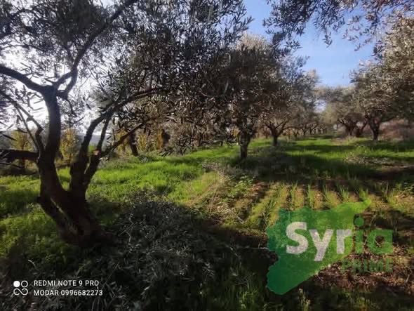 Syria Prime - عقارات سوريا برايم -1 Sale Land Latakia 150000000 SYP