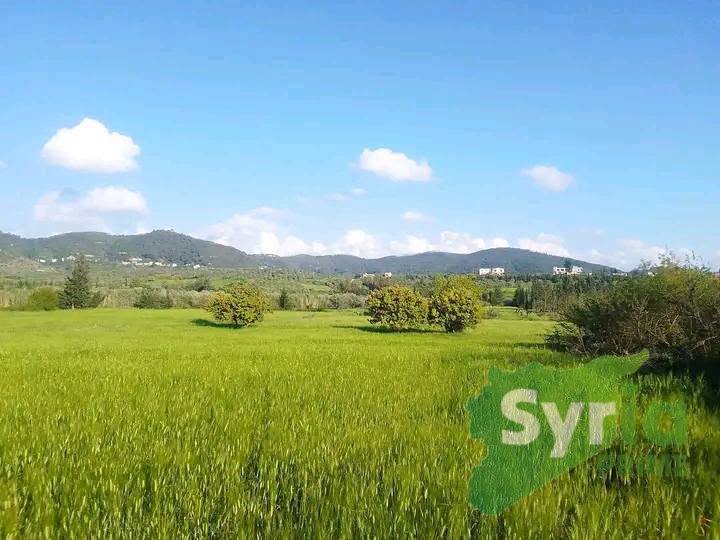 Syria Prime - عقارات سوريا برايم - gallery_7627 Sale Land Latakia 18000 USD