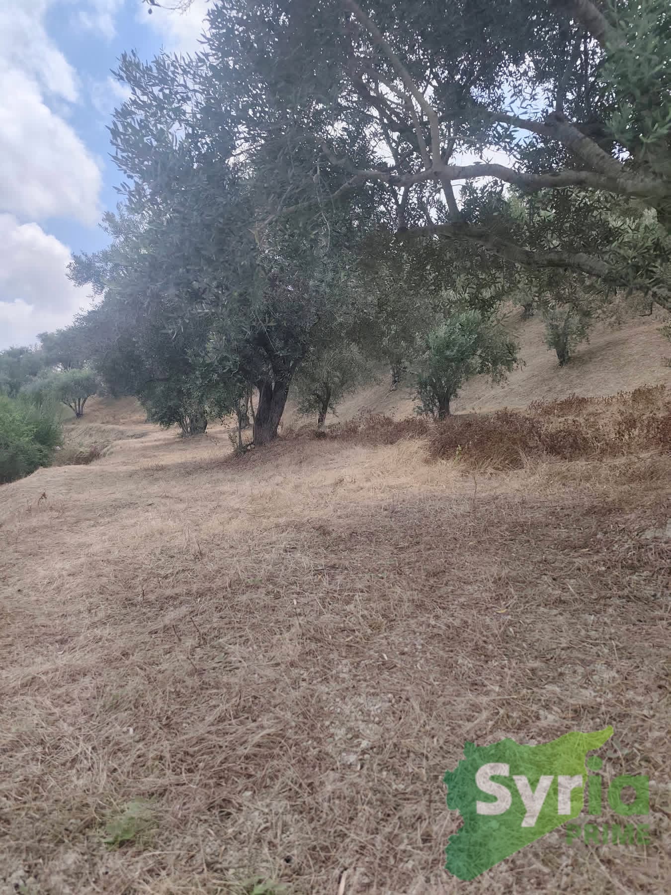 Syria Prime - عقارات سوريا برايم - gallery_12408 Sale Farm Latakia 15000 USD