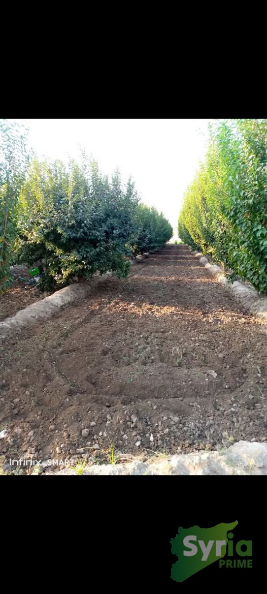 Syria Prime - عقارات سوريا برايم - gallery_6531 Sale Land ArRaqqah 15000 USD
