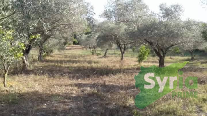 Syria Prime - عقارات سوريا برايم -0 Sale Land Latakia 265000000 SYR