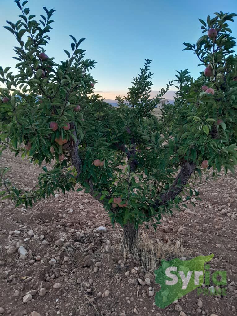 Syria Prime - عقارات سوريا برايم - gallery_14893 Sale Land RifDimashq 71900 USD