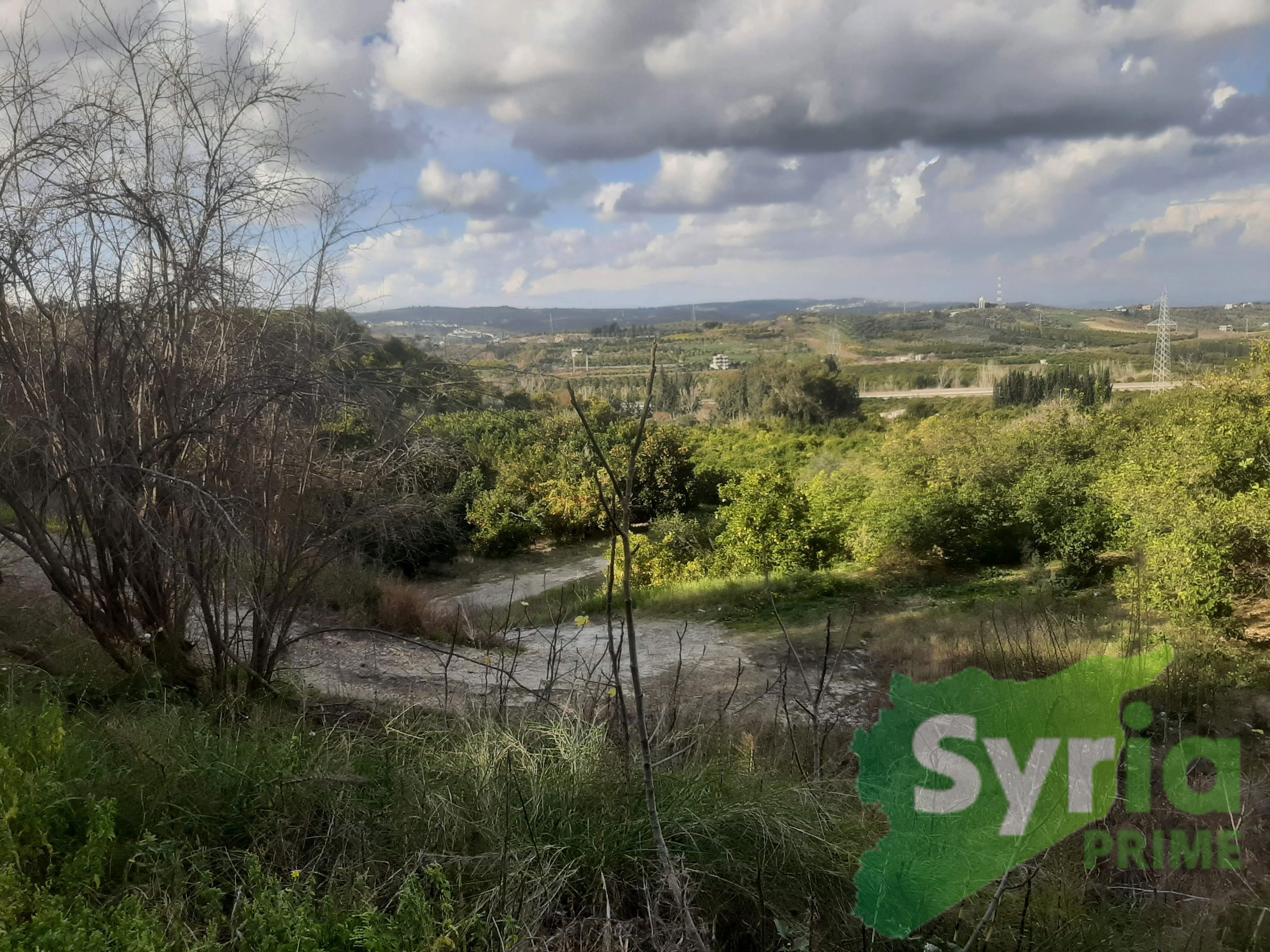 Syria Prime - عقارات سوريا برايم -6 Sale Farm Latakia 700000 USD