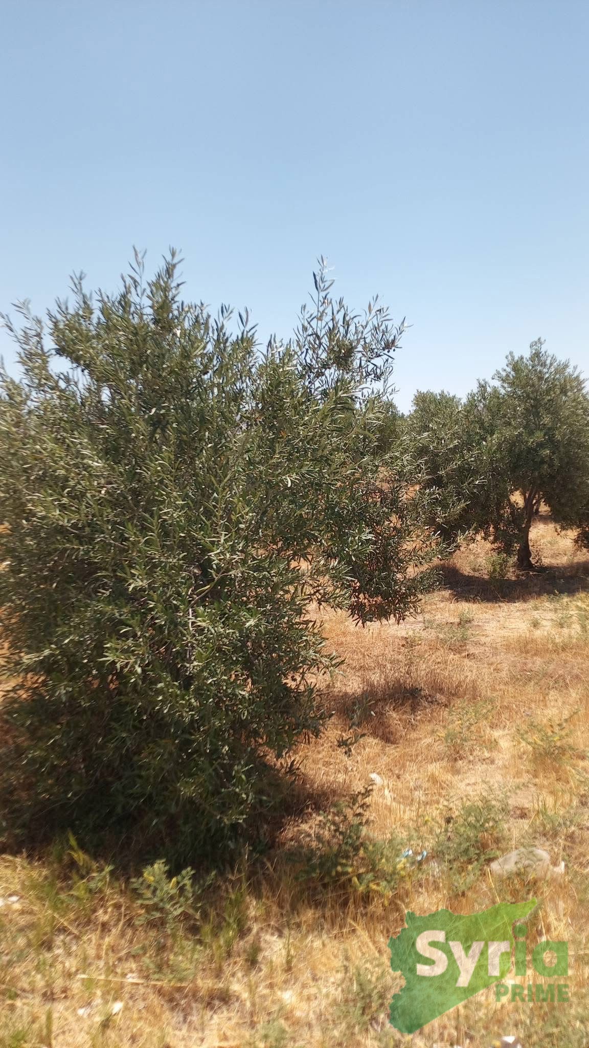 Syria Prime - عقارات سوريا برايم -2 Sale Land RifDimashq 30000 USD