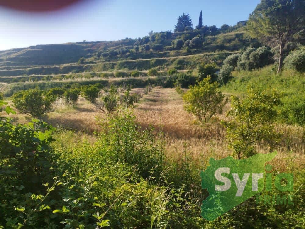 Syria Prime - عقارات سوريا برايم -1 Sale Land Latakia 7000 USD