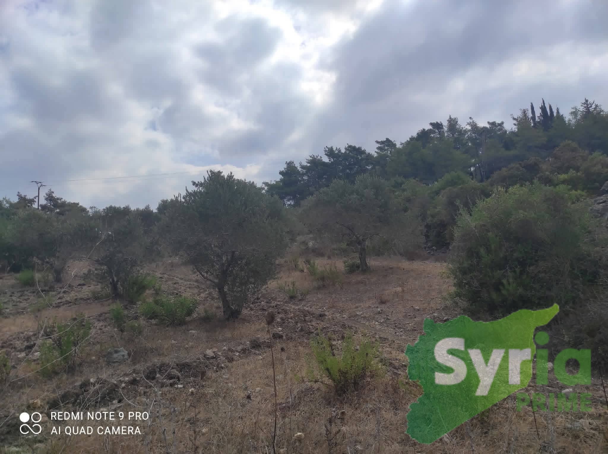 Syria Prime - عقارات سوريا برايم - gallery_5668 Sale Land Latakia 20000 USD