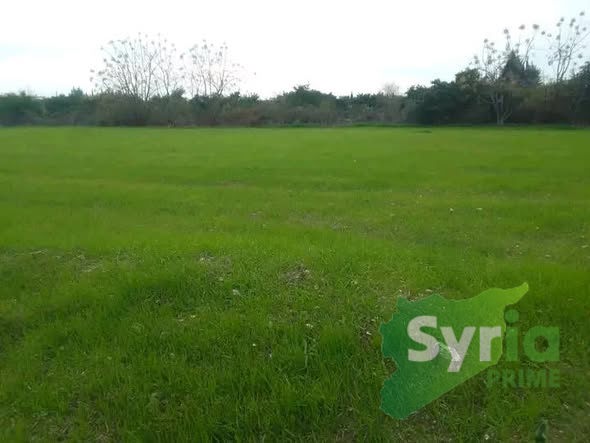 Syria Prime - عقارات سوريا برايم - gallery_6290 Sale Land Latakia 90000 USD