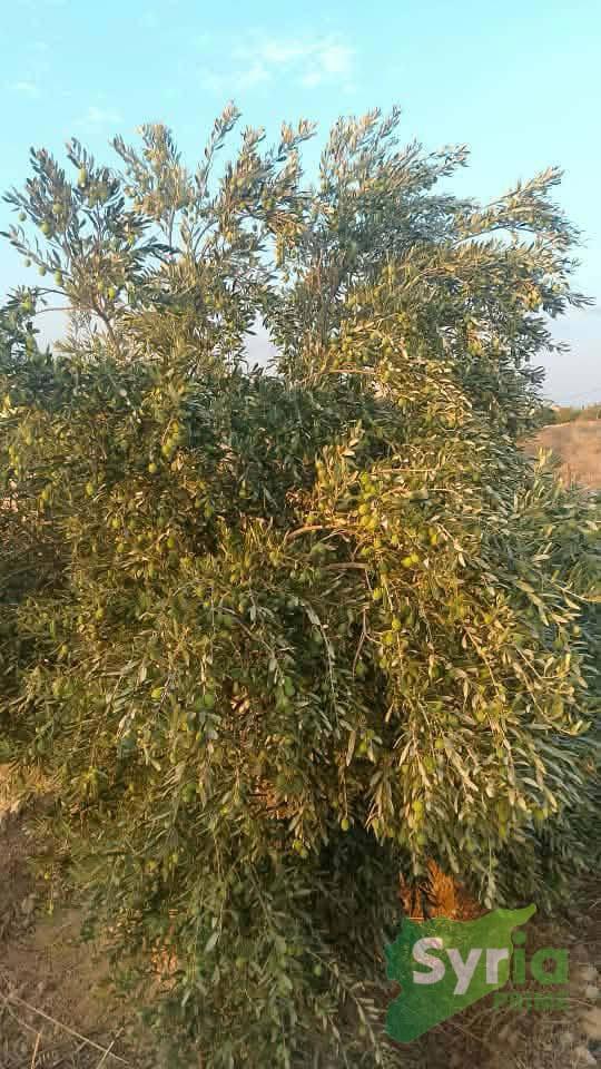 Syria Prime - عقارات سوريا برايم -2 Sale Farm Hama 260000000 SYP