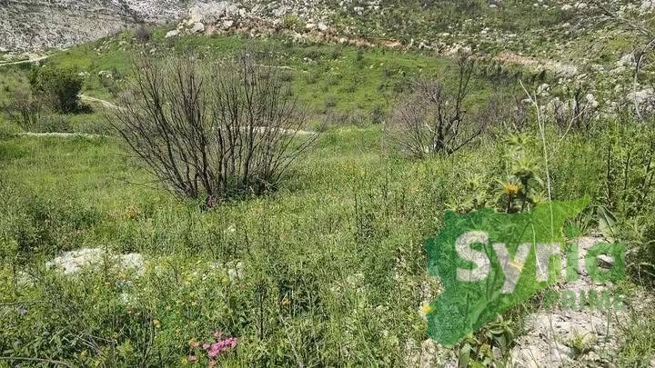 Syria Prime - عقارات سوريا برايم -1 Sale Land Latakia 15000 USD