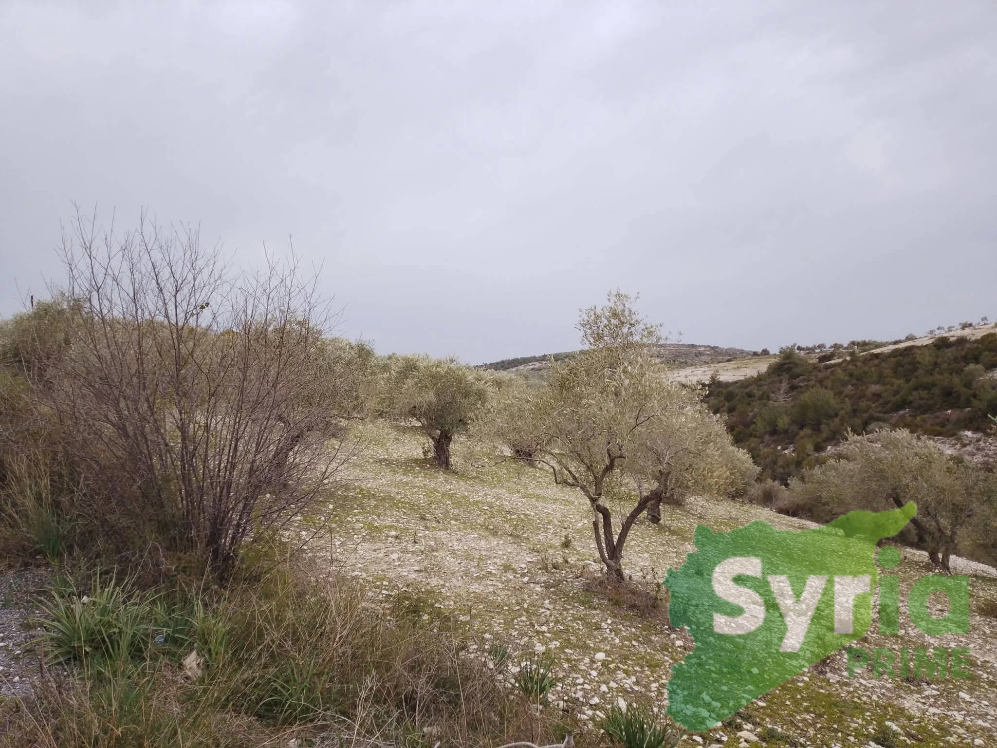 Syria Prime - عقارات سوريا برايم -1 Sale Land Latakia 40000000 SYR