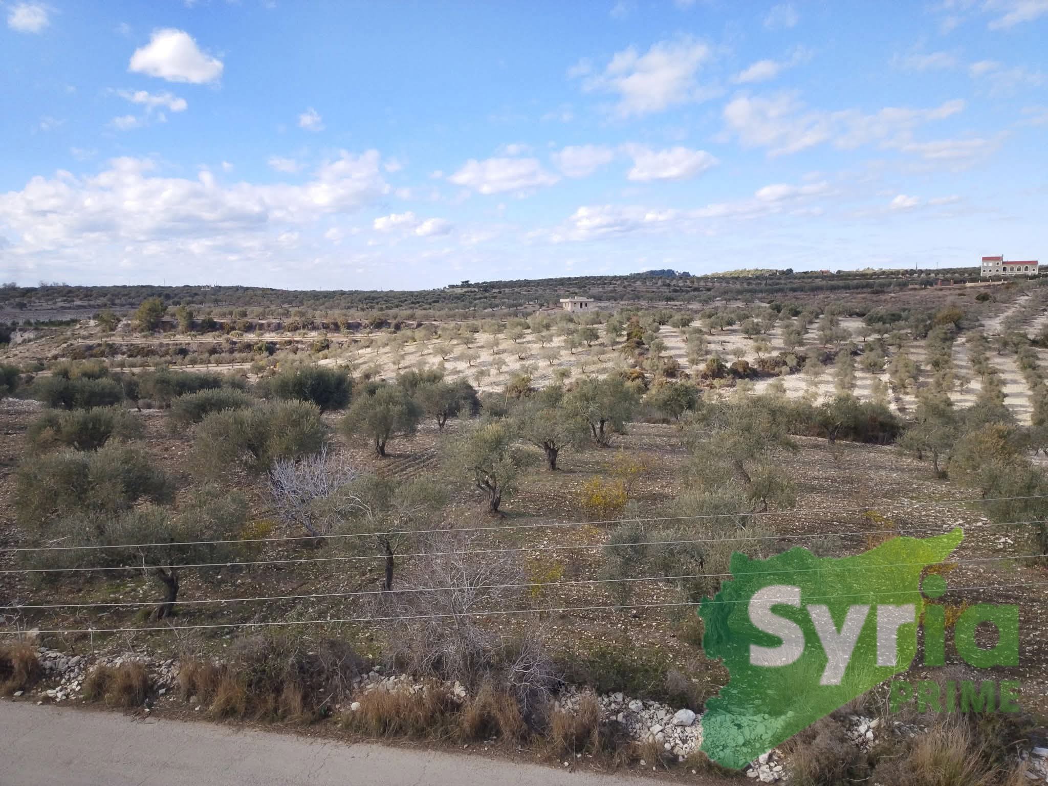 Syria Prime - عقارات سوريا برايم -0 Sale Land Latakia 28000 USD