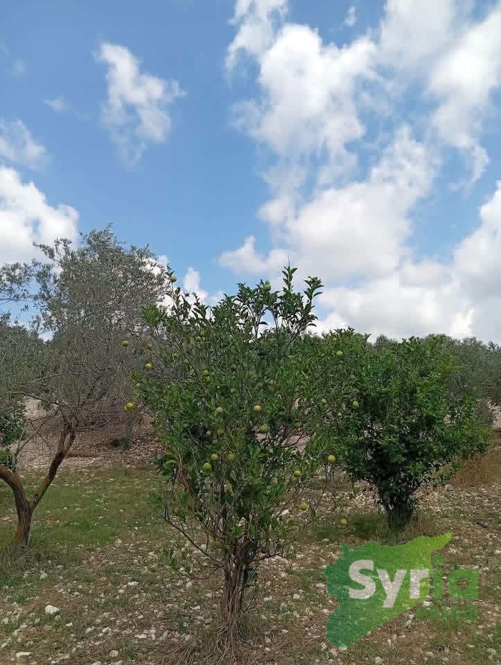 Syria Prime - عقارات سوريا برايم -2 Sale Land Latakia 2100000 SYP
