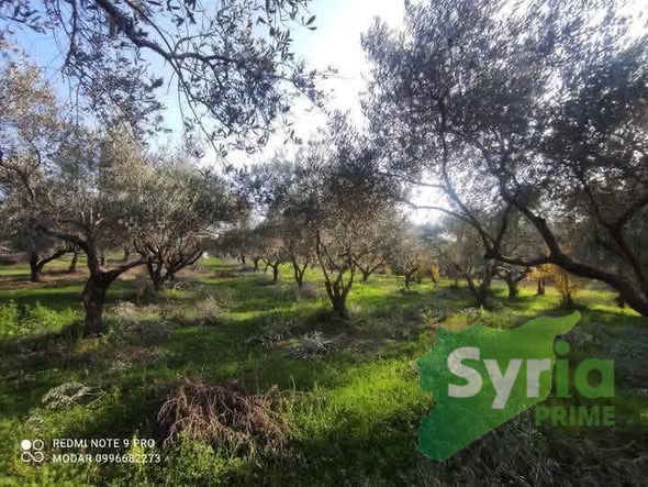 Syria Prime - عقارات سوريا برايم - gallery_8270 Sale Land Latakia 150000000 SYP