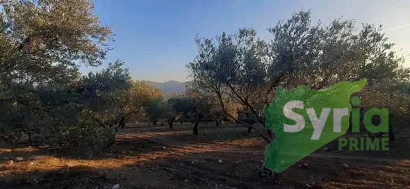 Syria Prime - عقارات سوريا برايم -0 Sale Land Latakia 18000 USD