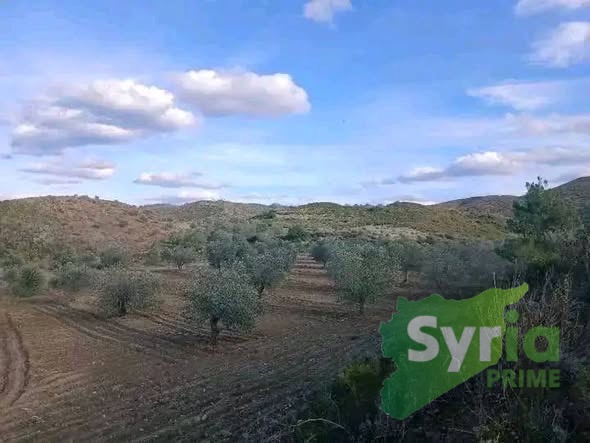 Syria Prime - عقارات سوريا برايم -1 Sale Land Latakia 26000 USD