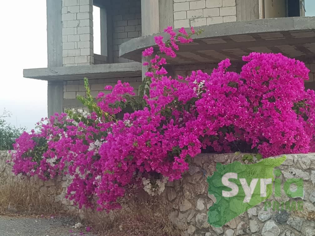 Syria Prime - عقارات سوريا برايم -2 Sale Villa Tartus 150000 USD