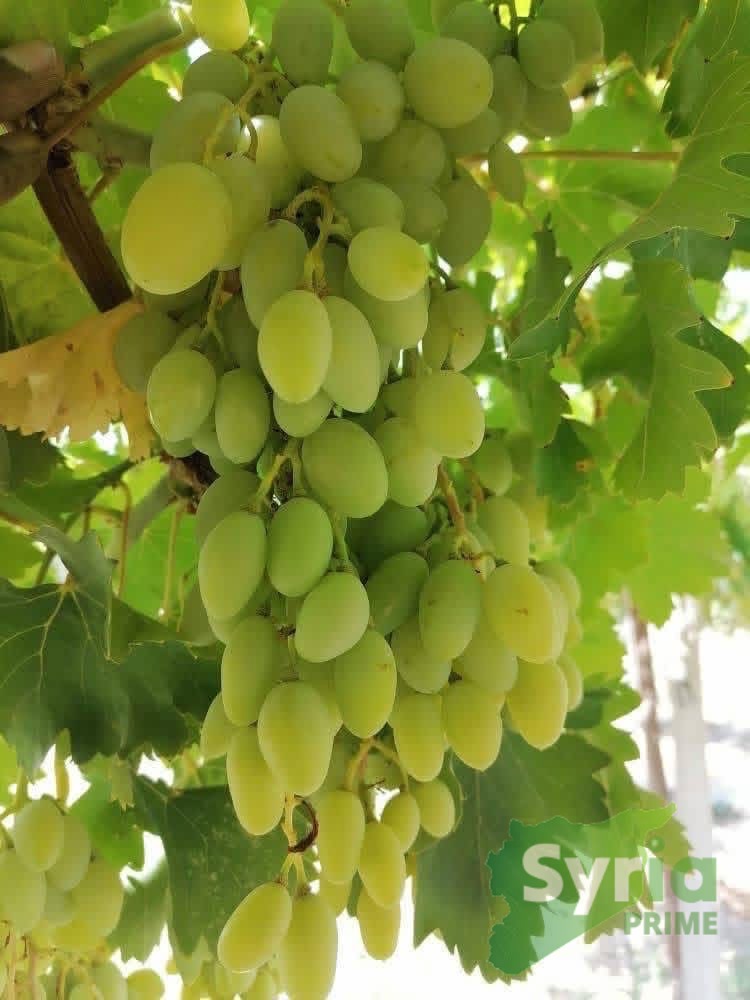 Syria Prime - عقارات سوريا برايم -1 Sale Farm ArRaqqah 400000 USD