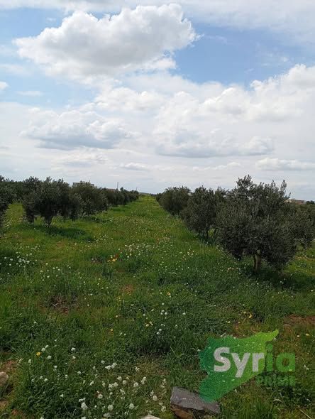 Syria Prime - عقارات سوريا برايم -2 Sale Farm Hama 300000000 SYP