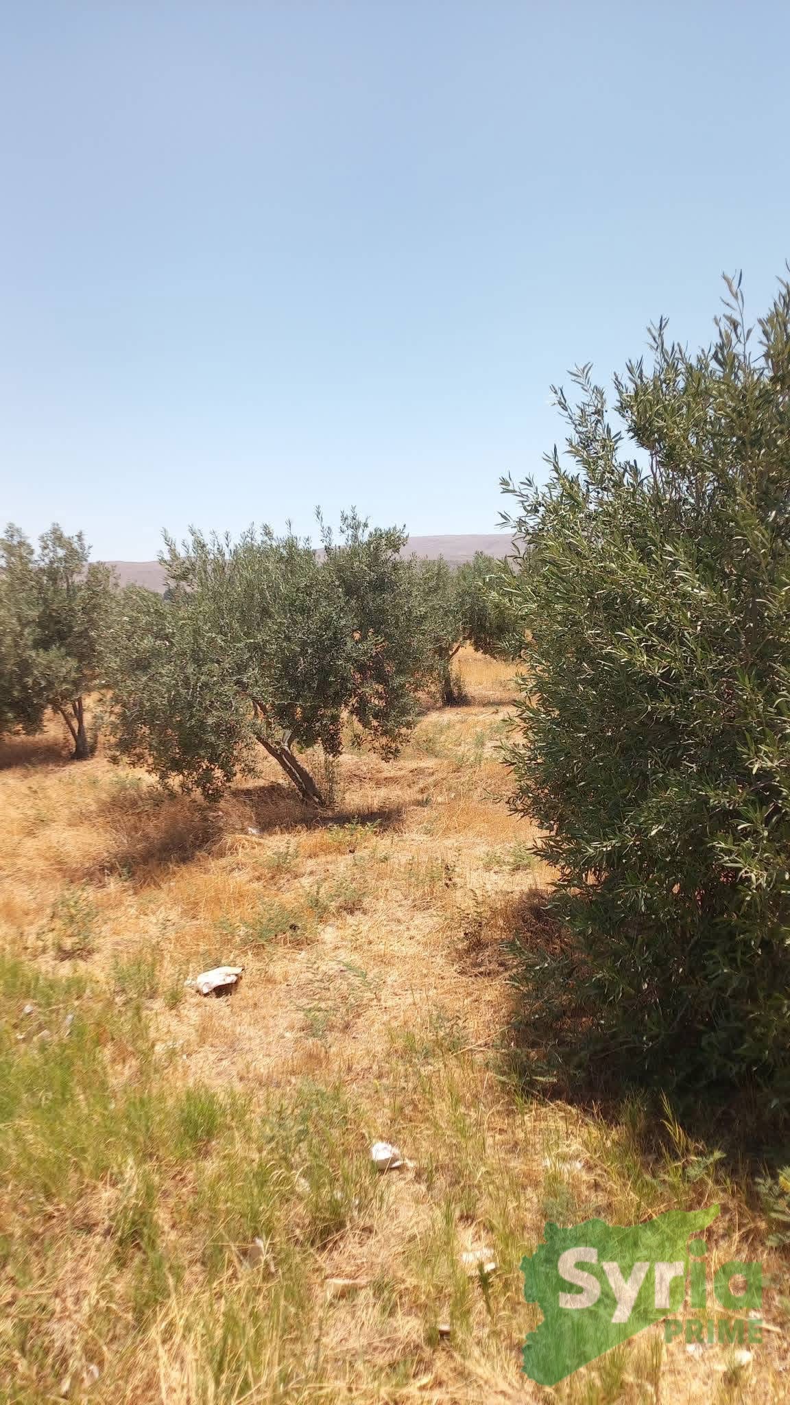 Syria Prime - عقارات سوريا برايم - gallery_12696 Sale Land RifDimashq 30000 USD