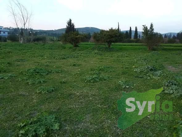 Syria Prime - عقارات سوريا برايم -1 Sale Land Latakia 3000 USD