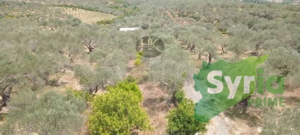 Syria Prime - عقارات سوريا برايم -1 Sale Farm Latakia 60000 USD