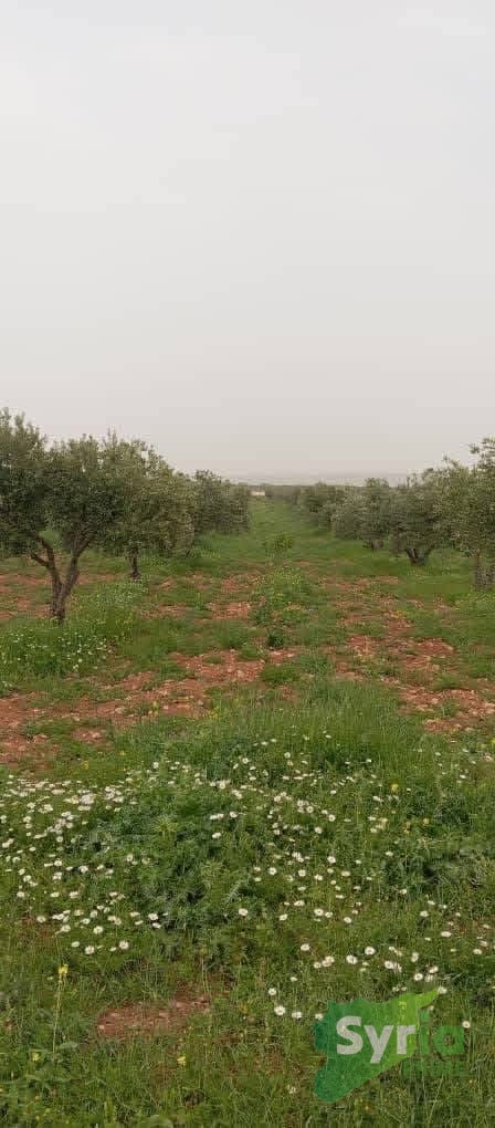 Syria Prime - عقارات سوريا برايم -2 Sale Land Hama 88000 USD