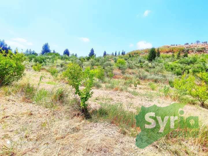 مزرعة في اللاذقية