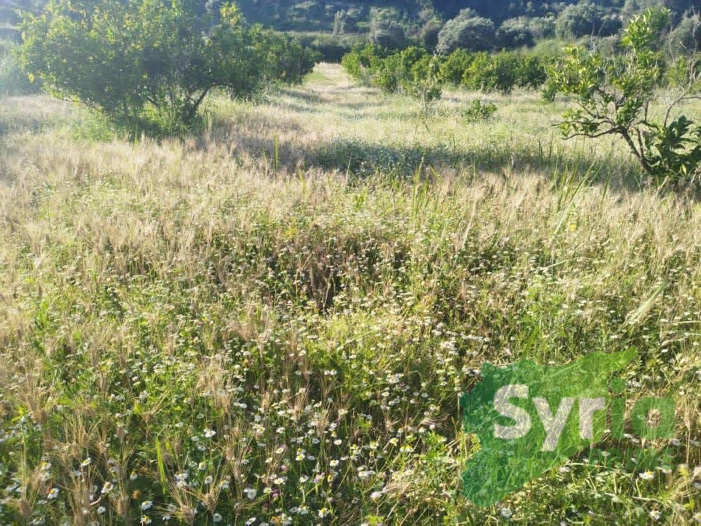 Syria Prime - عقارات سوريا برايم -1 Sale Land Latakia 31360 USD
