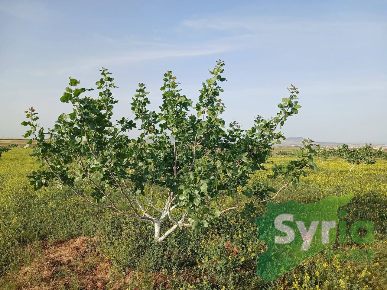 Syria Prime - عقارات سوريا برايم -1 Sale Land Hama 450000 USD