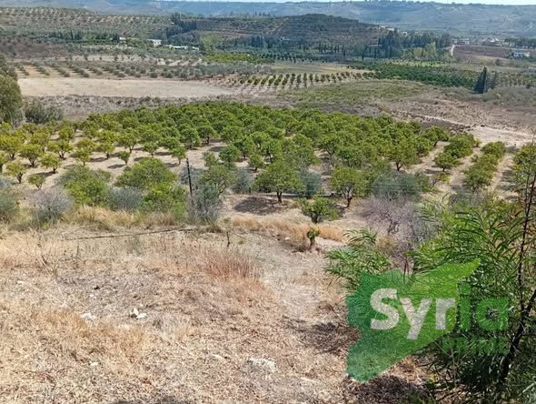 Syria Prime - عقارات سوريا برايم -3 Sale Farm Latakia 200000 USD
