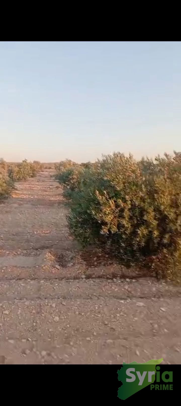 ارض في حمص