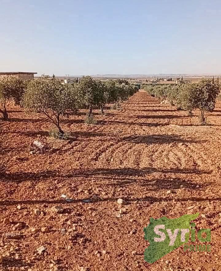 ارض في حلب