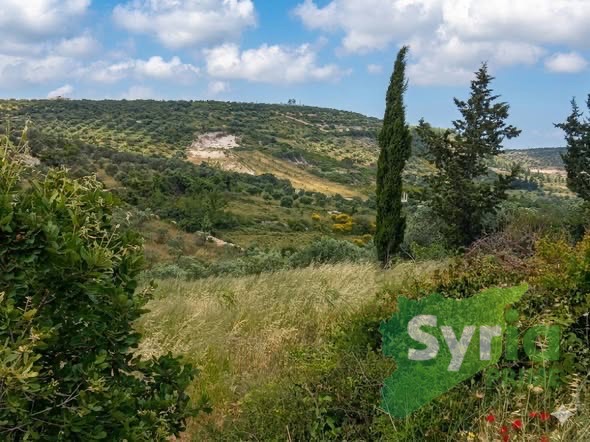 Syria Prime - عقارات سوريا برايم -0 Sale Land Latakia 80000 USD