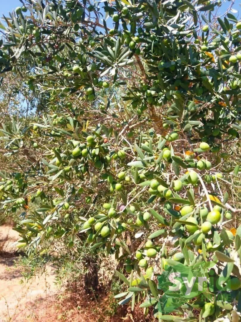 Syria Prime - عقارات سوريا برايم - gallery_13733 Sale Land Latakia 30000 USD