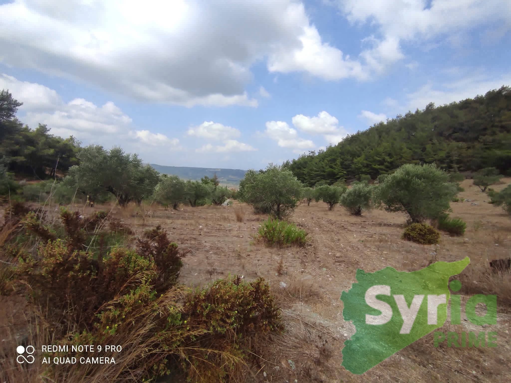 Syria Prime - عقارات سوريا برايم -7 Sale Land Latakia 20000 USD