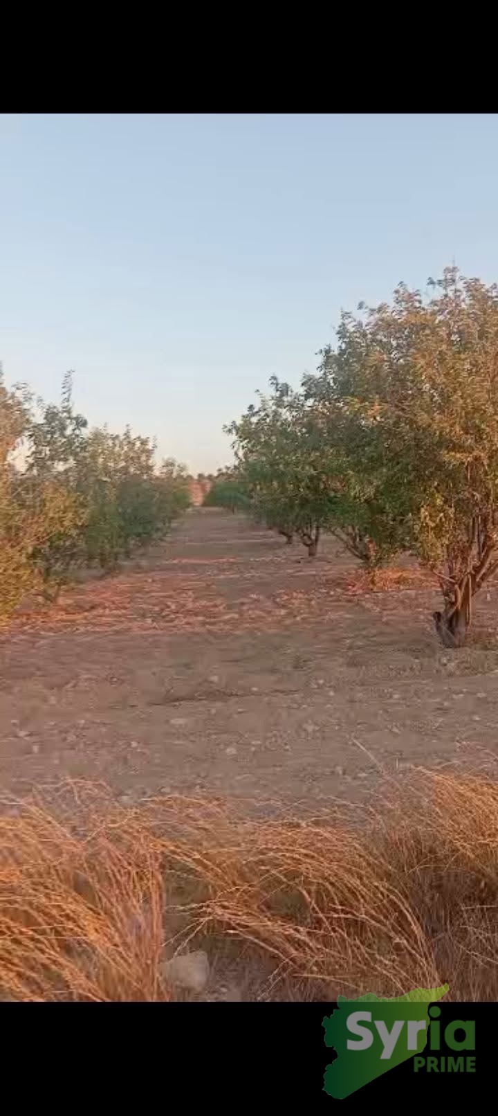 Syria Prime - عقارات سوريا برايم -1 Sale Land Homs 175000 USD