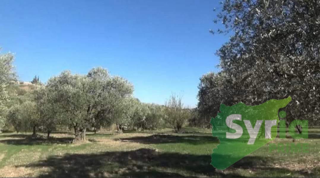 Syria Prime - عقارات سوريا برايم -0 Sale Land Idlib 17000 USD