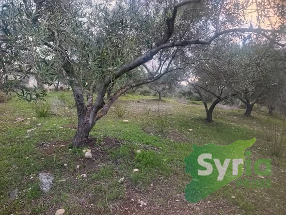 Syria Prime - عقارات سوريا برايم -0 Sale Land Latakia 200000000 SYP