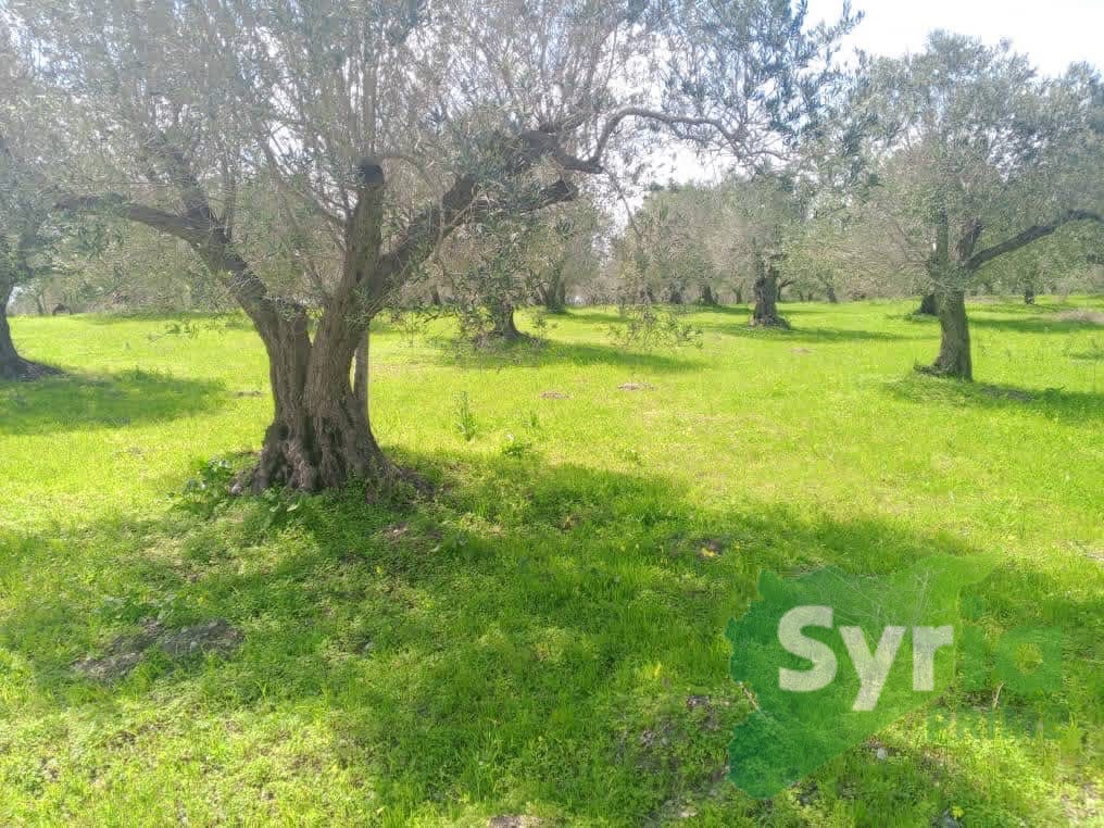 Syria Prime - عقارات سوريا برايم -0 Sale Land Latakia 708000000 SYP