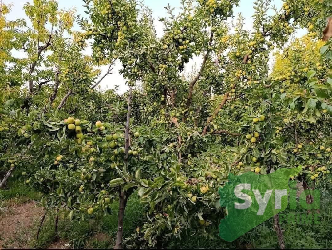 Syria Prime - عقارات سوريا برايم -0 Sale Land Damascus 19000 USD