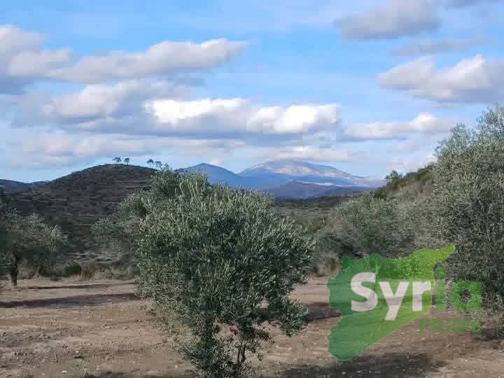 Syria Prime - عقارات سوريا برايم -1 Sale Land Latakia 24000 USD
